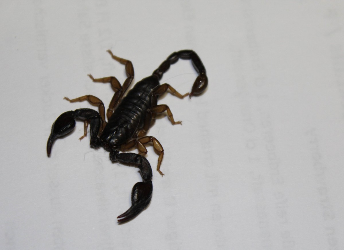 Euscorpius sp.