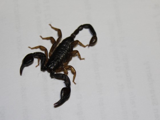 Euscorpius sp.