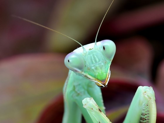 Sphodromantis viridis