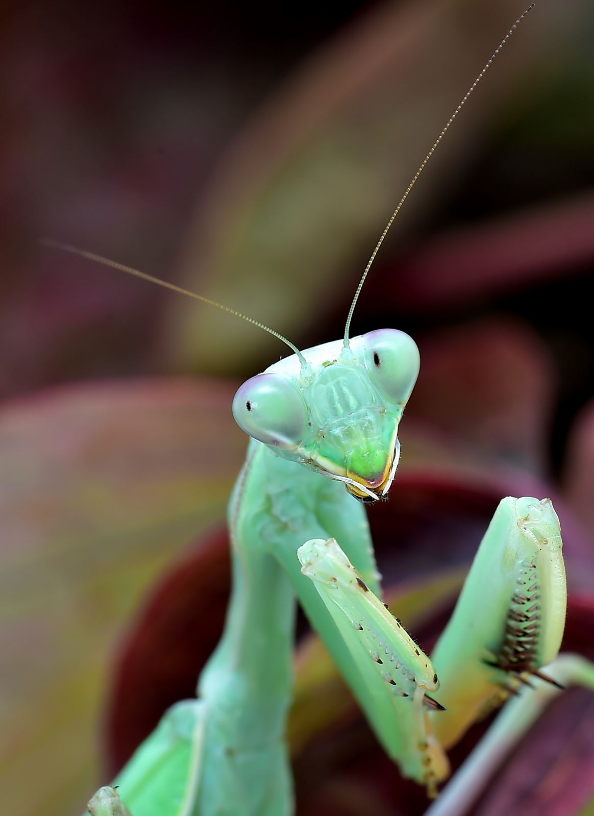 Sphodromantis viridis