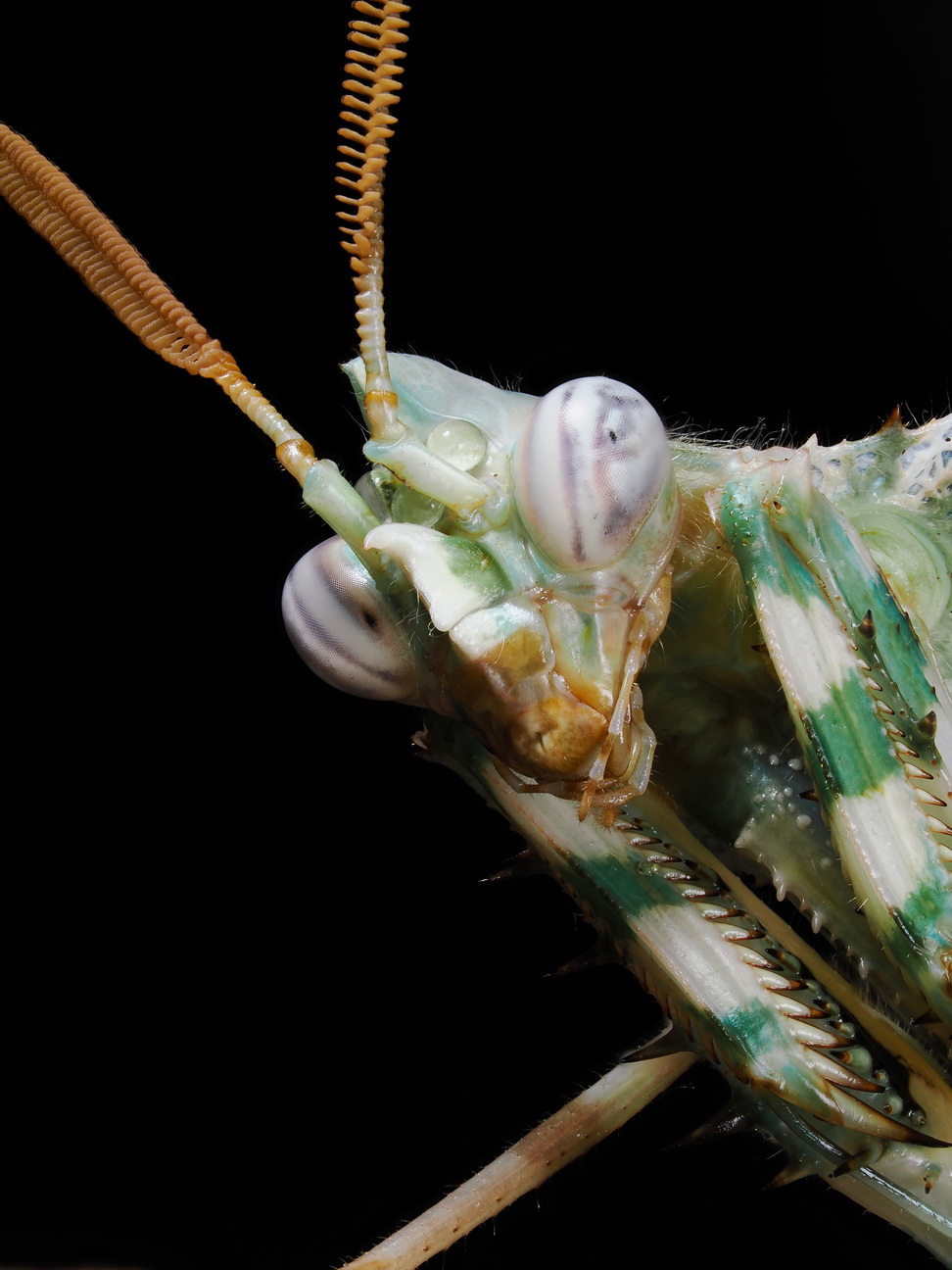 Blepharopsis mendica Männchen Portrait