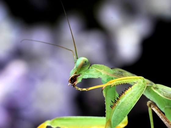 Sphodromantis gastrica