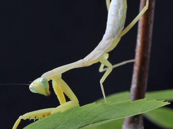 Hierodula spec. Sumatra