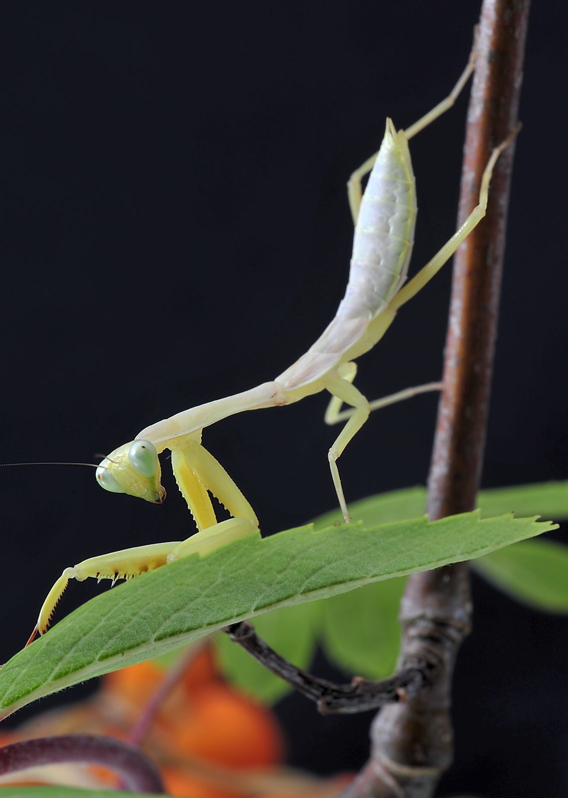 Hierodula spec. Sumatra