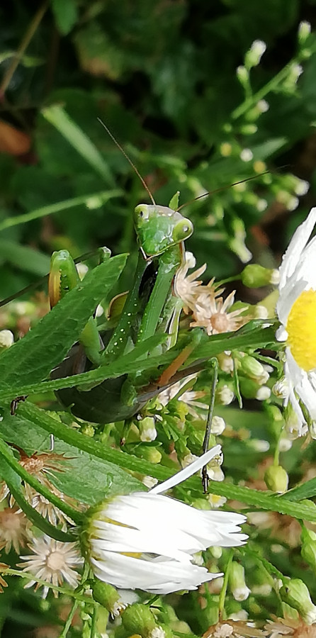 Mantis Religiosa im Gütenbachtal