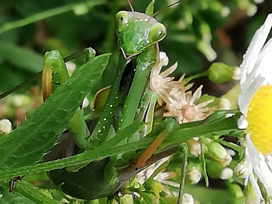 Mantis Religiosa im Gütenbachtal