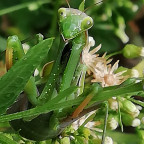 Mantis Religiosa im Gütenbachtal