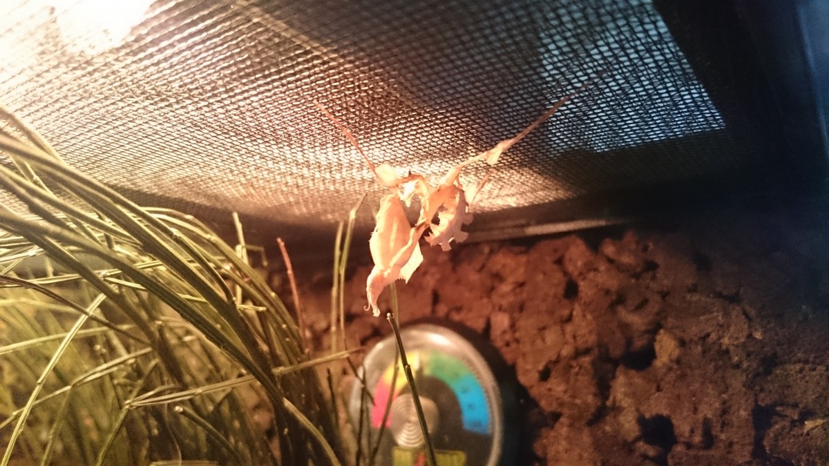 Idolomantis Diabolica L4