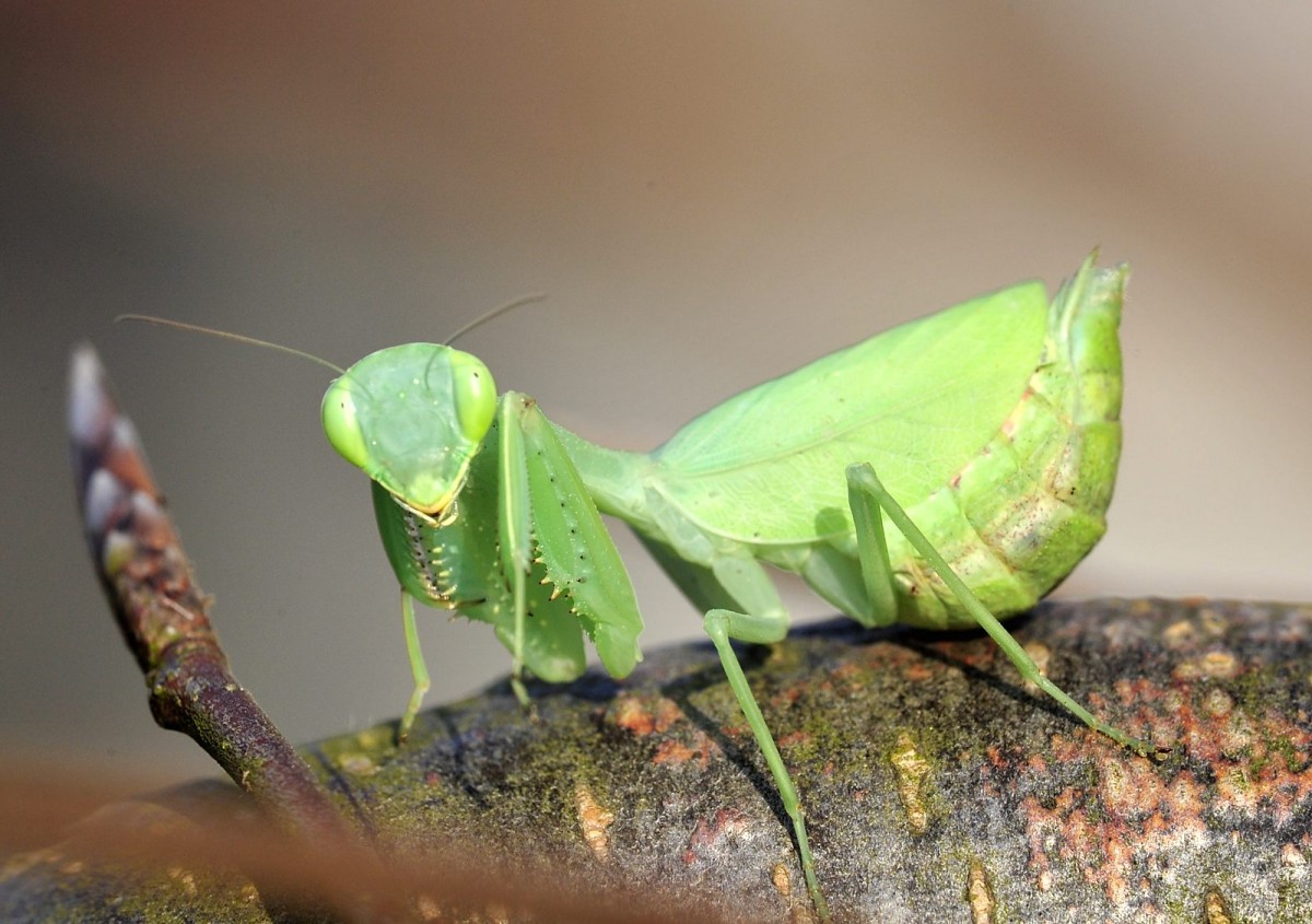 Photina sp.