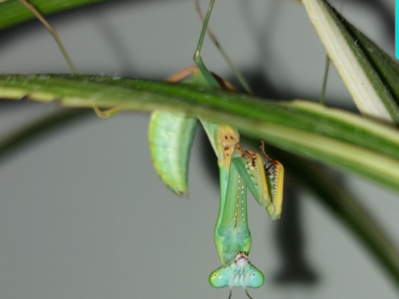 hierodula sp.papua