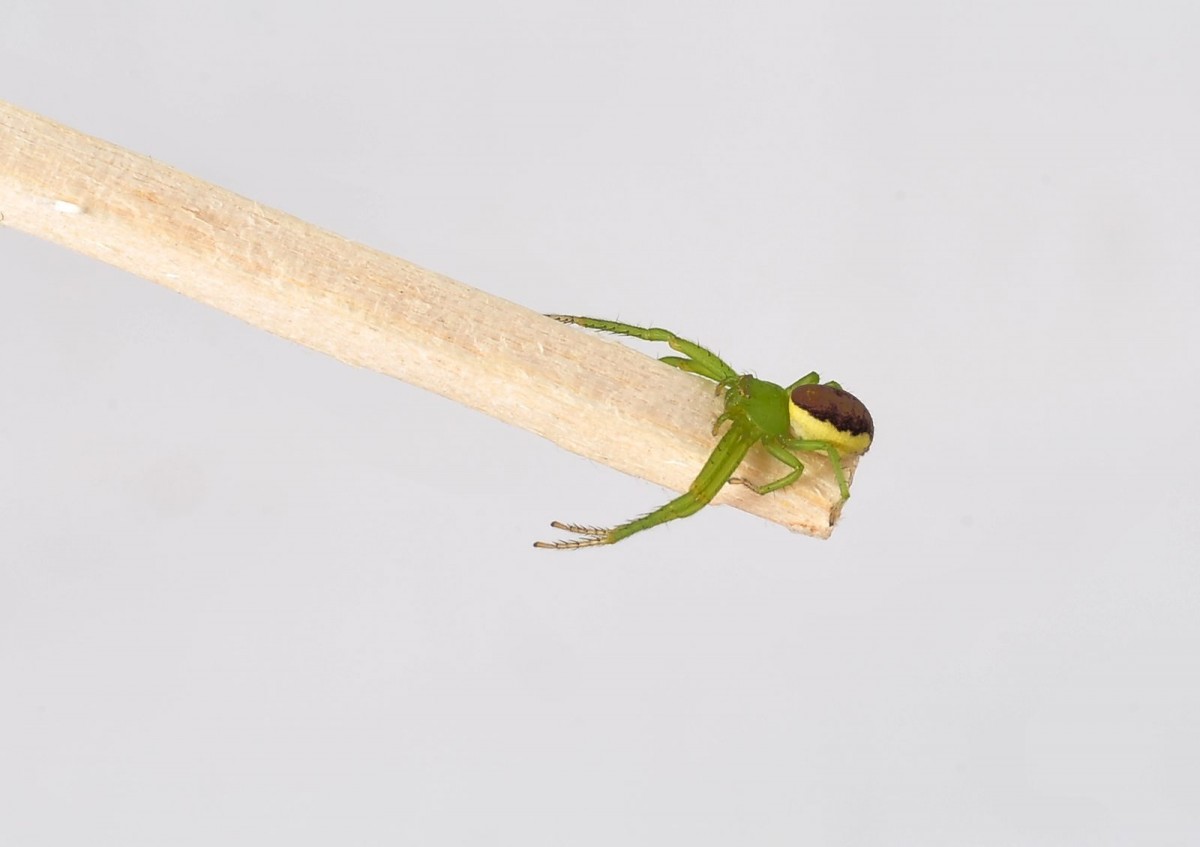 Diaea dorsata