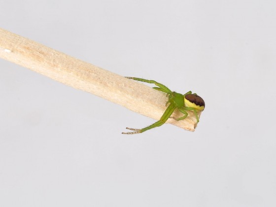 Diaea dorsata