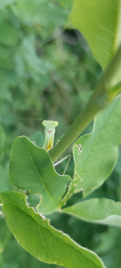 Sphodromantis spec.