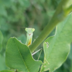 Sphodromantis spec.