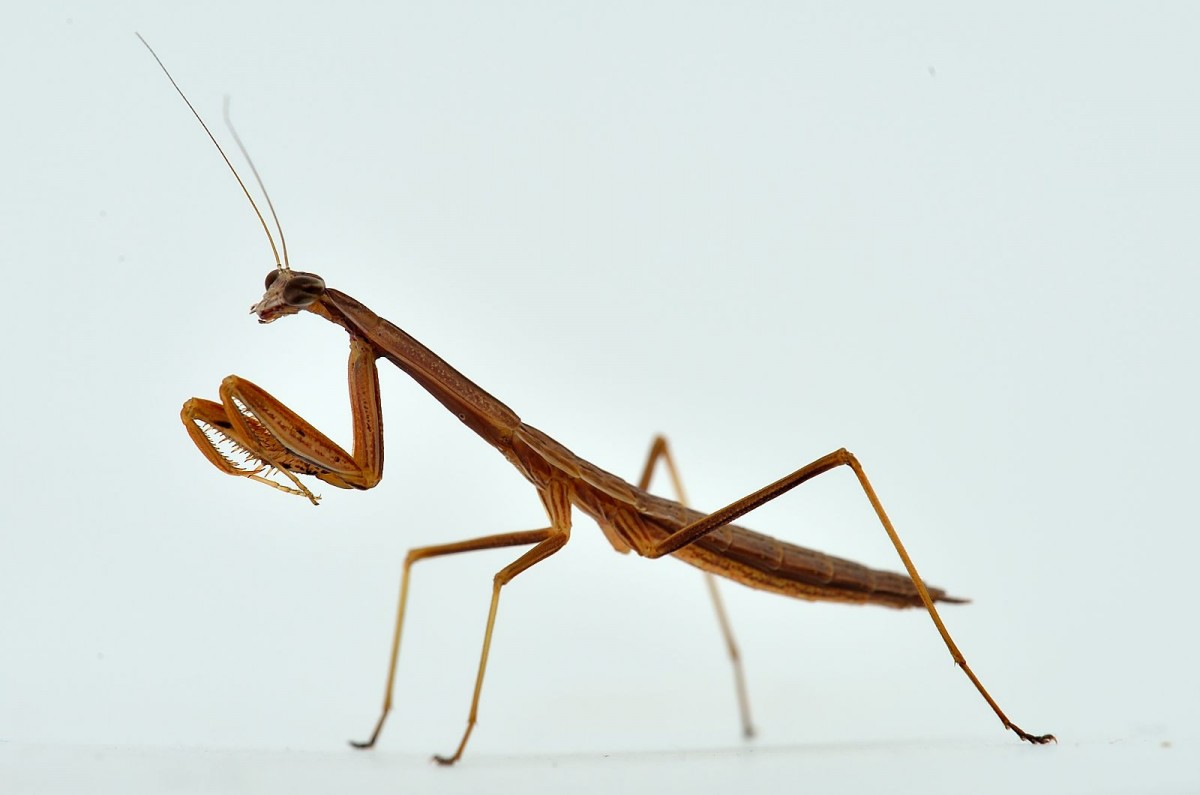 Tenodera sinensis