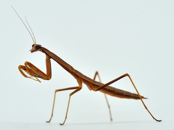 Tenodera sinensis