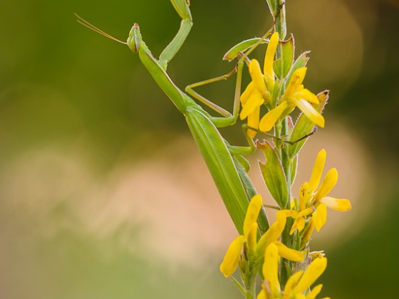 Mantis religios, 0.1 adult