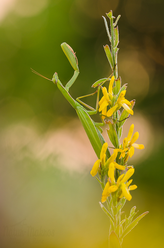 Mantis religios, 0.1 adult