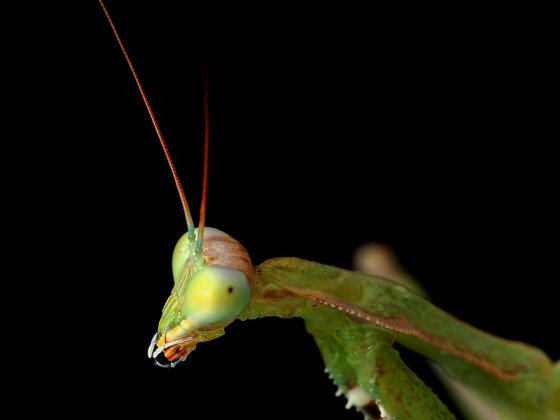 Sphodromantis viridis