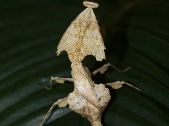 Deroplatys trigonodera