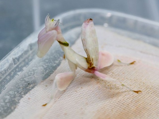 Hymenopus coronatus