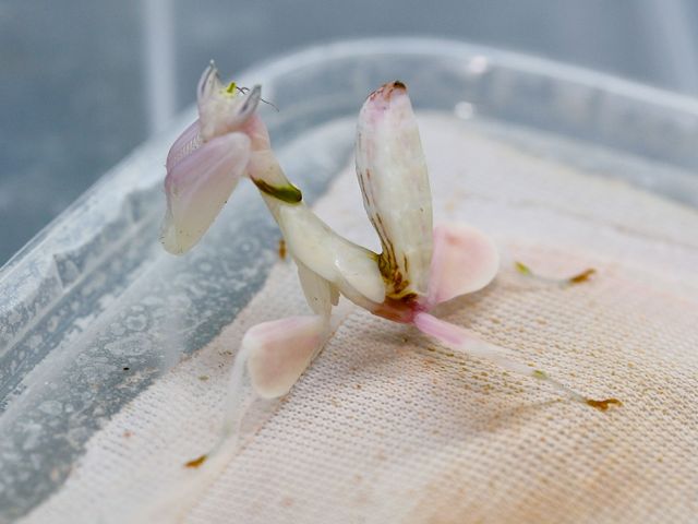 Hymenopus coronatus