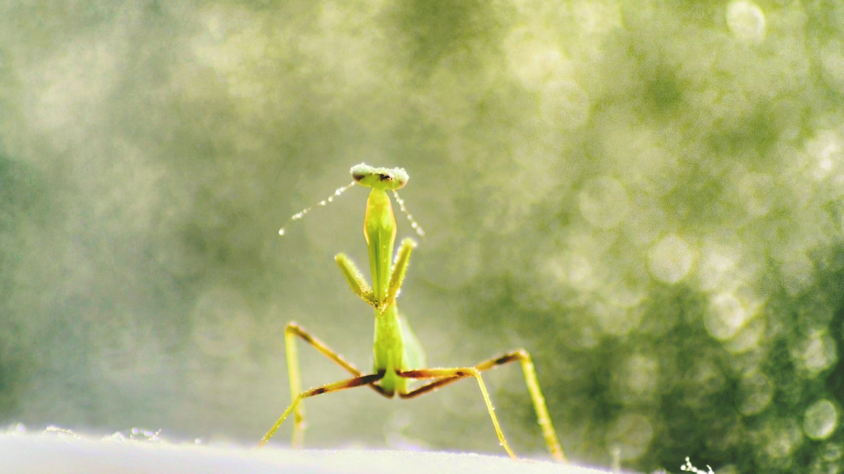 Hierodula Membranacea