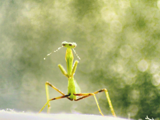 Hierodula Membranacea