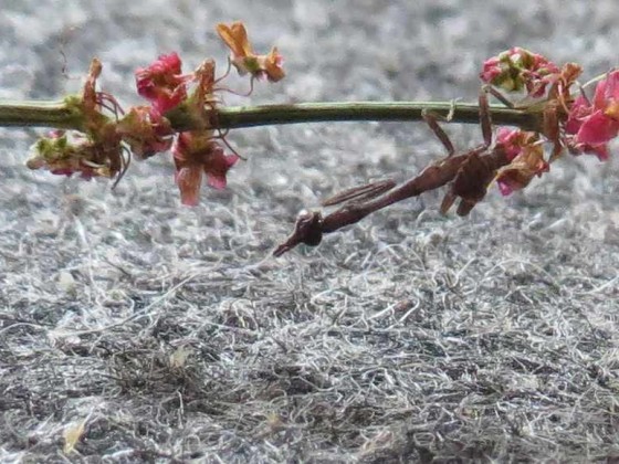 Phyllothelys breve. Kennt jemand zufällig das  vertrocknete Wiesenzeugs?