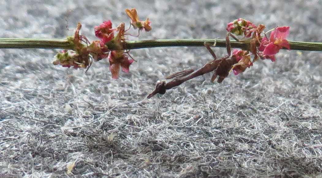 Phyllothelys breve. Kennt jemand zufällig das  vertrocknete Wiesenzeugs?