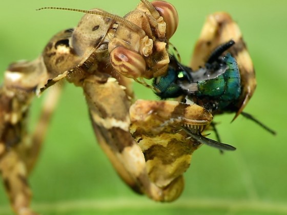 Blepharopsis mendica