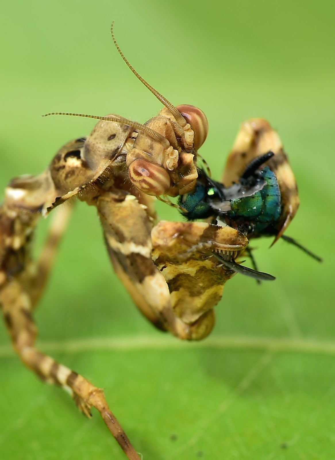 Blepharopsis mendica