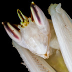 Hymenopus Coronatus Weibchen Portrait