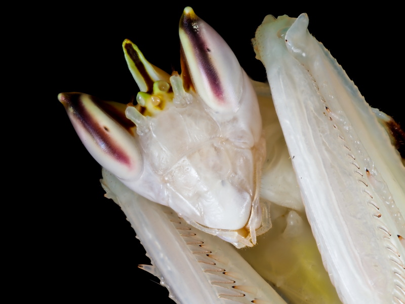 Hymenopus Coronatus Weibchen Portrait