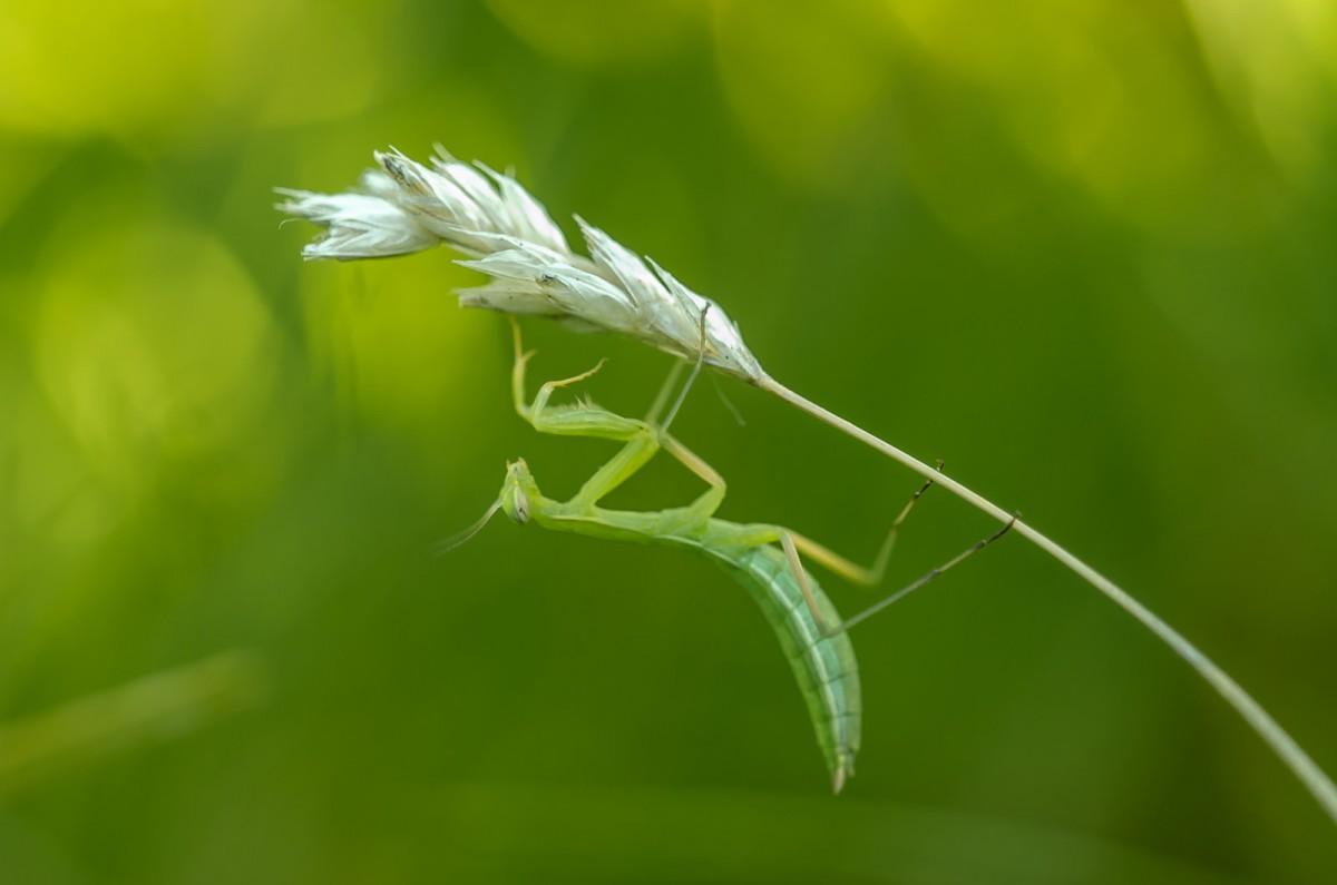 Mantis religiosa