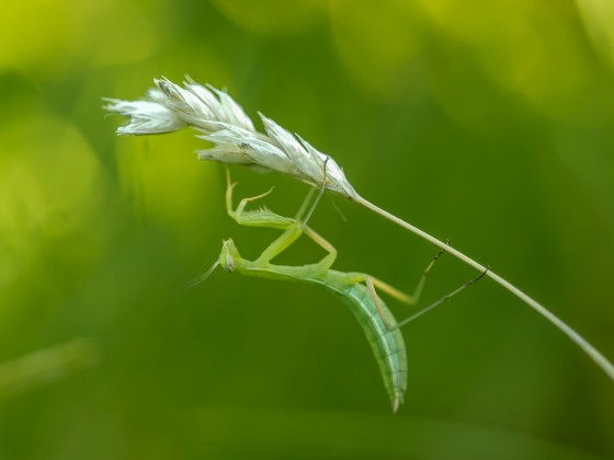 Mantis religiosa