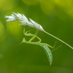 Mantis religiosa