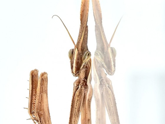 Hypsicorypha gracilis