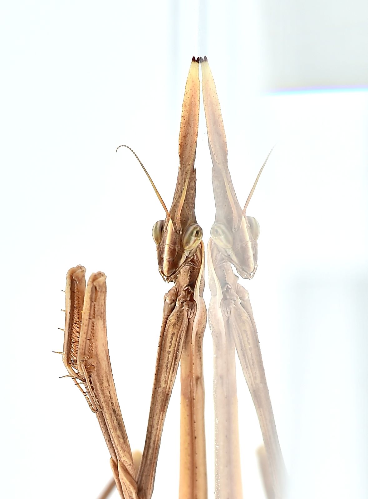 Hypsicorypha gracilis