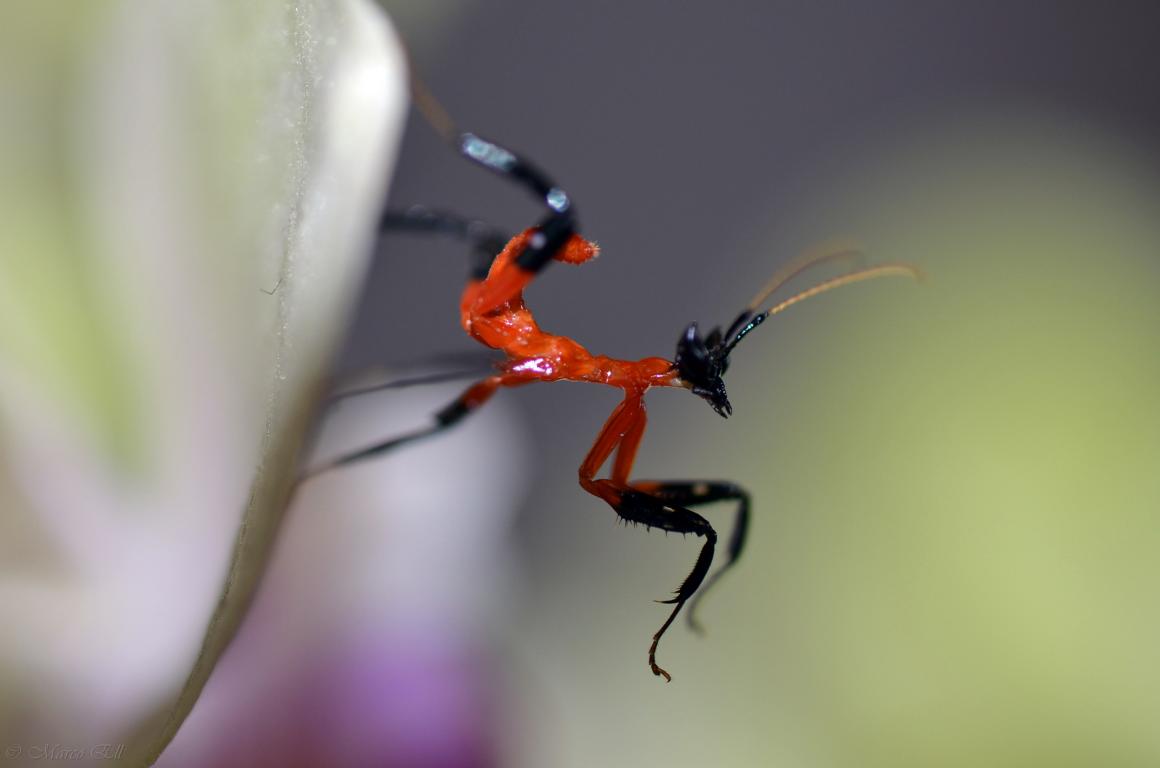 0.0.1 Hymenopus coronatus