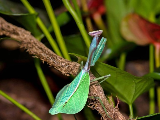 Pseudoxyops perpulchra 0.1 adult