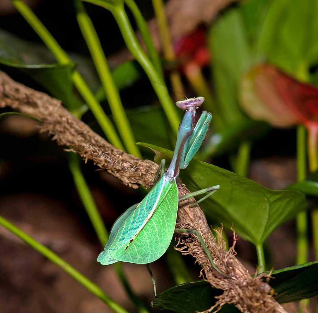 Pseudoxyops perpulchra 0.1 adult