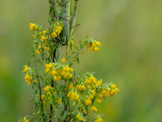 Mantis religiosa-Kopula