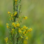 Mantis religiosa-Kopula