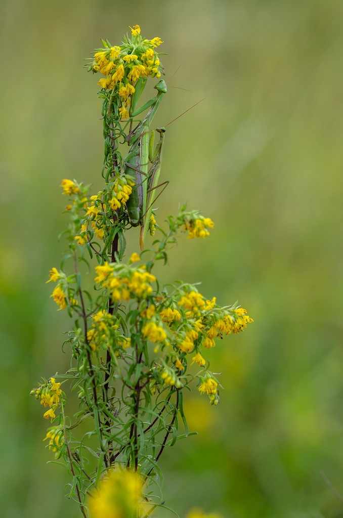 Mantis religiosa-Kopula