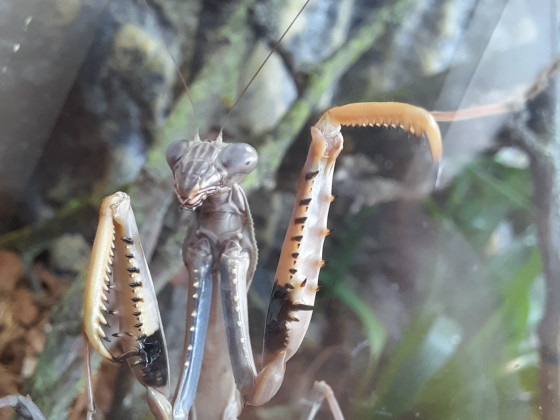Polyspilota griffinii / aeriginosa Weibchen