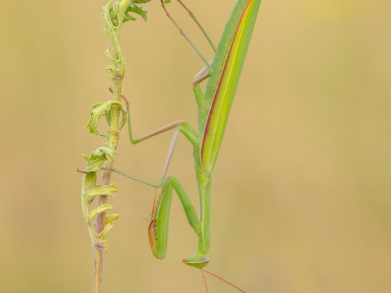 Mantis religiosa