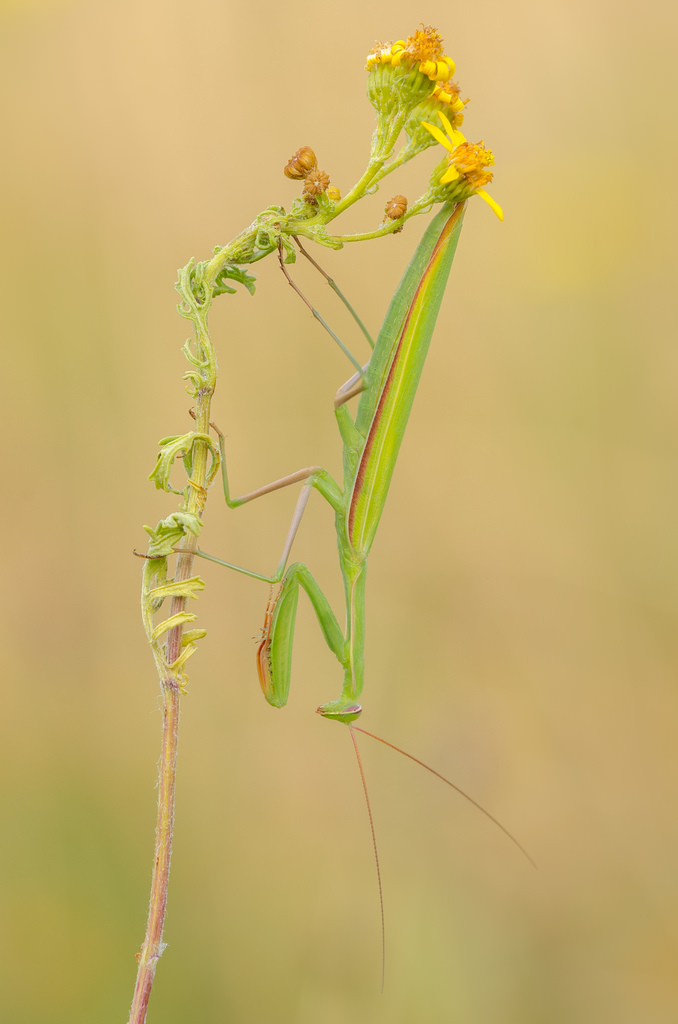 Mantis religiosa