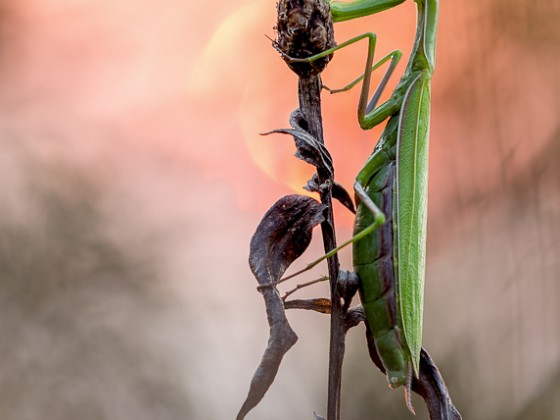 Mantis religiosa