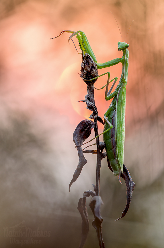 Mantis religiosa